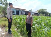 Kolaborasi Bhabinkamtibmas dan Warga Labuapi Perkuat Kamtibmas dan Pangan Lokal