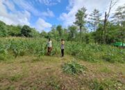 Warga Desa Pelangan Didorong Tanam Sayur: Upaya Ketahanan Pangan Lokal