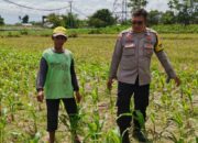 Dusun Paok Kambut Bergerak: Ketahanan Pangan Dimulai dari Pekarangan Sendiri