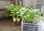 Desa Terong Tawah Jadi Contoh Sinergi Polri dan Warga Wujudkan Pangan Mandiri