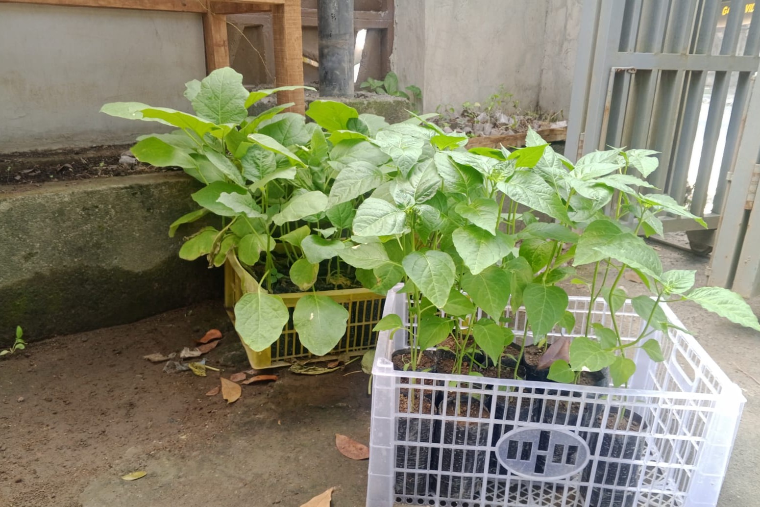 Bhabinkamtibmas Terong Tawah Dorong Ketahanan Pangan Lewat Pemanfaatan Pekarangan