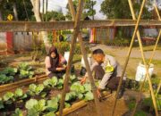 Desa Kuripan Utara Bangun Ketahanan Pangan Lewat Kolaborasi KWT dan Polri