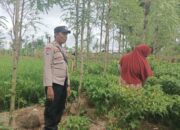 Dari Ombe Baru untuk Indonesia Emas 2045: Panen Cabai dan Pesan Ketahanan Pangan