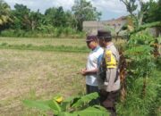 Pekarangan Produktif: Inisiatif Ketahanan Pangan di Dusun Dawung