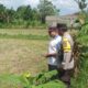Ketahanan Pangan Dimulai dari Pekarangan, Inisiatif Bhabinkamtibmas di Dusun Dawung
