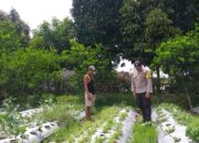 Bhabinkamtibmas Aktif di Desa Jagaraga, Warga Diajak Tanam Sayur Lewat Polibag