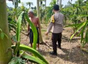 Ketahanan Pangan Diperkuat, Polres Lombok Barat Turun ke Ladang
