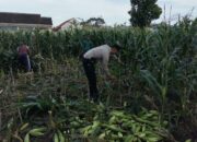 Peran Aktif Bhabinkamtibmas Labuapi dalam Meningkatkan Produktivitas Pertanian