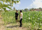 DDS Bhabinkamtibmas Sekotong Dorong Produktivitas Pertanian di Cendi Manik