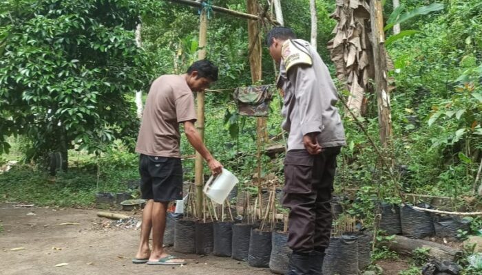Warga Batulayar Kembangkan Pembibitan Cabai, Polisi Hadir Beri Pendampingan