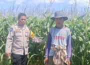 Jagung Siap Panen, Polisi Aktif Kawal Ketahanan Pangan di Desa Beleka