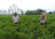 Polsek Kuripan Perkuat Ketahanan Pangan Warga lewat Pendampingan Aktif