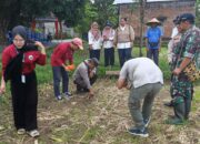 Kolaborasi Tiga Pilar di Batulayar Wujudkan Ketahanan Pangan Lewat Tanam Jagung