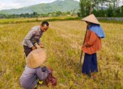 Program Ketahanan Pangan Didukung Polsek Kuripan, Petani Antusias Sambut Pupuk Subsidi