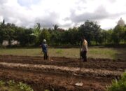 Dukung Pangan Nasional, Polisi Aktif Dampingi Petani Kediri