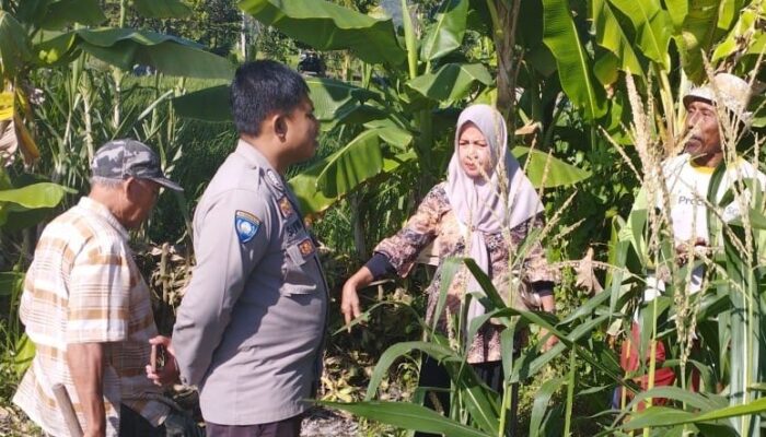 Ketahanan Pangan Banyumulek: Sinergi Bhabinkamtibmas dan PPL di Lahan Jagung