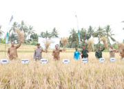 Panen Padi Organik Berhasil Dilakukan Di Lombok Timur
