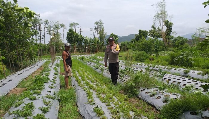 Polisi Bantu Petani di Kuripan Garap Lahan Kosong untuk Tanaman Pangan