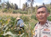 Bhabinkamtibmas Batu Putih Aktif Edukasi Petani, Perkuat Kemandirian Pangan Sekotong