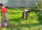 Bhabinkamtibmas Kuripan Bangun Kemandirian Pangan Warga Desa Jagaraga