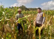 Dari Tambang Eleh untuk Indonesia: Program Pangan Dimulai dari Akar Rumput