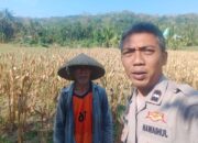 Polri Hadir di Ladang Jagung Eyat Mayang, Wujud Kepedulian terhadap Ketahanan Pangan