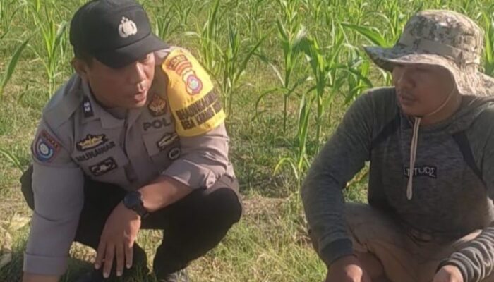 Sinergi Polisi dan Petani di Karang Bongkot untuk Jaga Ketahanan Pangan Lombok Barat