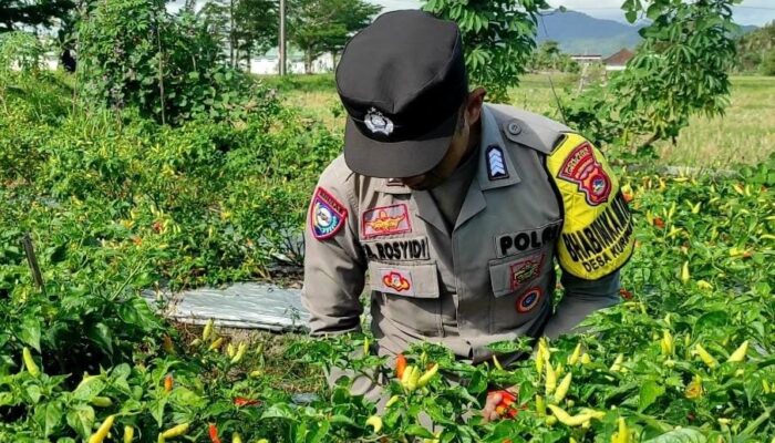 Polsek Kuripan Perkuat Edukasi Petani Cabai di Kuripan Utara untuk Ketahanan Pangan
