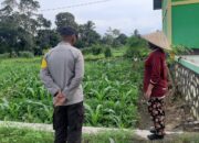 Bhabinkamtibmas Turun ke Lahan Jagung Wujudkan Ketahanan Pangan Desa Montong Are