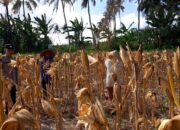 Jagung 22 Ton dari Tempos Laku Rp35 Juta, Polisi Pastikan Transaksi Aman dan Adil