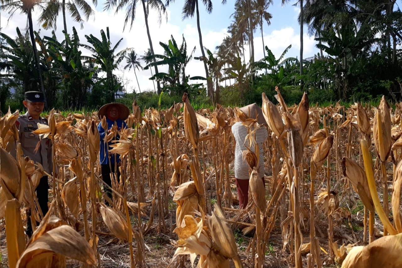 Bhabinkamtibmas Tempos Dampingi Panen Jagung, Wujud Nyata Dukung Ketahanan Pangan