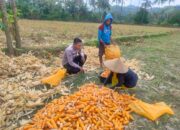 Sinergi Polri dan Petani Jagung di Eyat Mayang, Lembar