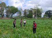Panen Jagung di Dusun Berambang, Sekotong: Bukti Sinergi Polisi dan Petani
