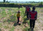 Polri Aktif di Lahan Jagung Desa Kuripan, Ketahanan Pangan Jadi Prioritas