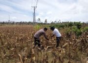 Polri Bangun Ketahanan Pangan Lewat DDS di Desa Kedaro, Sekotong