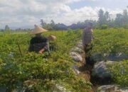 Bhabinkamtibmas Kuripan Jadi Garda Depan Ketahanan Pangan di Tingkat Desa
