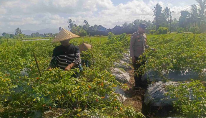 Bhabinkamtibmas Kuripan Jadi Garda Depan Ketahanan Pangan di Tingkat Desa
