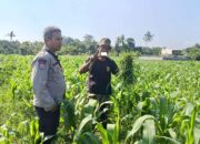 Bhabinkamtibmas Batulayar Gerakkan Ekonomi Lokal Lewat Pertanian Mandiri