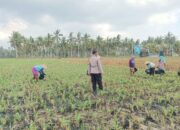 Silaturahmi dan Pendampingan Petani, Bhabinkamtibmas Banyu Urip Fokus Jagung Rincung