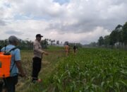 Polisi dan Petani di Lelede Bersatu Atasi Serangan Hama Jagung
