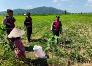 Patroli Samapta di Lahan Jagung Kuripan Jaga Produksi Pertanian