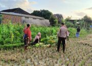 Kunjungi Sentra Jagung Manis, Polsek Kuripan Dukung Kedaulatan Pangan Lokal