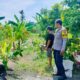 Polsek Lembar Dukung Ketahanan Pangan, Bhabinkamtibmas Beri Semangat Petani Jagung di Eyat Mayang