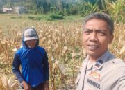 Dukung Program Pangan, Bhabinkamtibmas Polres Lombok Barat Turun ke Sawah Petani Jagung
