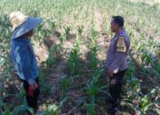 Edukasi Ketahanan Pangan: Bhabinkamtibmas Labuapi Motivasi Petani Desa Bagik Polak Barat