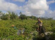 Pekarangan Produktif: Inisiatif Ketahanan Pangan dari Dusun Pelulan