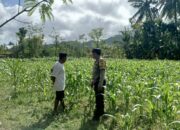 Peran Aktif Bhabinkamtibmas Sekotong Dalam Dukung Swasembada Jagung