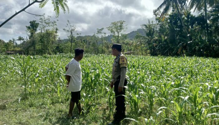 Peran Aktif Bhabinkamtibmas Sekotong Dalam Dukung Swasembada Jagung