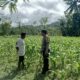Polri di Tengah Petani Jagung: DDS Bangun Ketahanan Pangan Sekotong