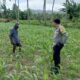 Jagung dan Keamanan: Bhabinkamtibmas Cendi Manik Turun ke Lahan